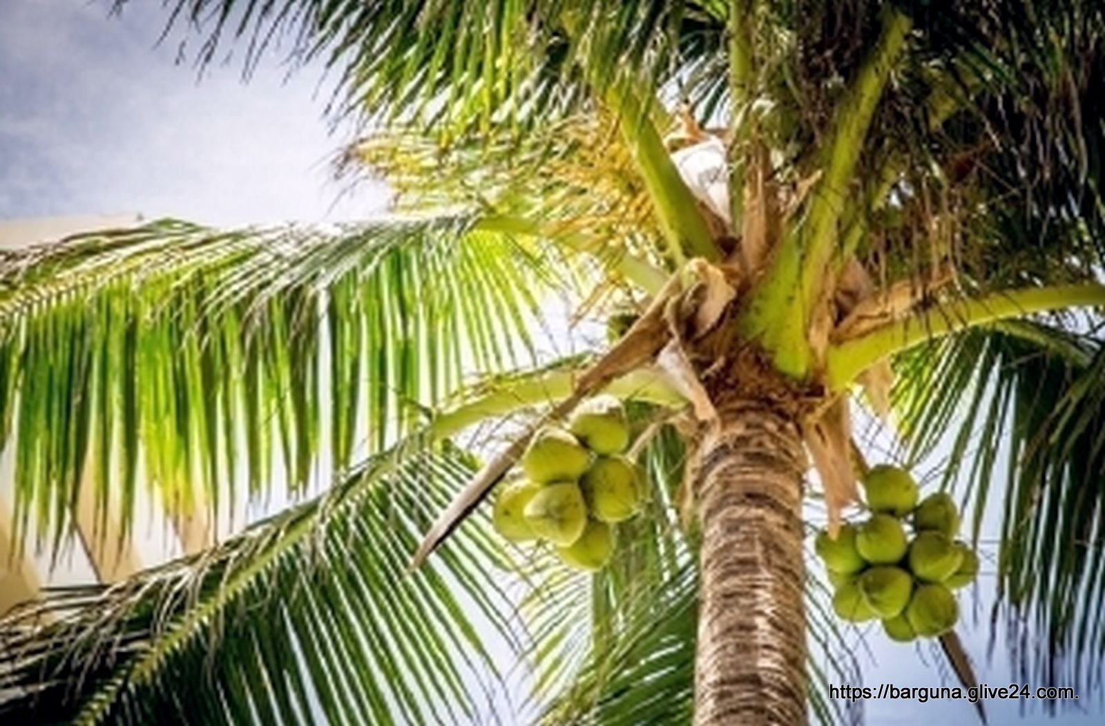 বরগুনার নারিকেল