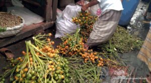 বরগুনার সুপারি ২