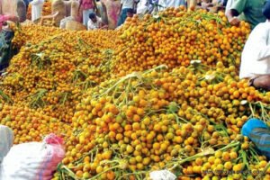 বরগুনার সুপারি ৩