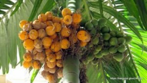বরগুনার সুপারি ৪
