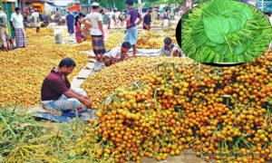 বরগুনার সুপারি ৫
