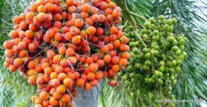 বরগুনার সুপারি ৬