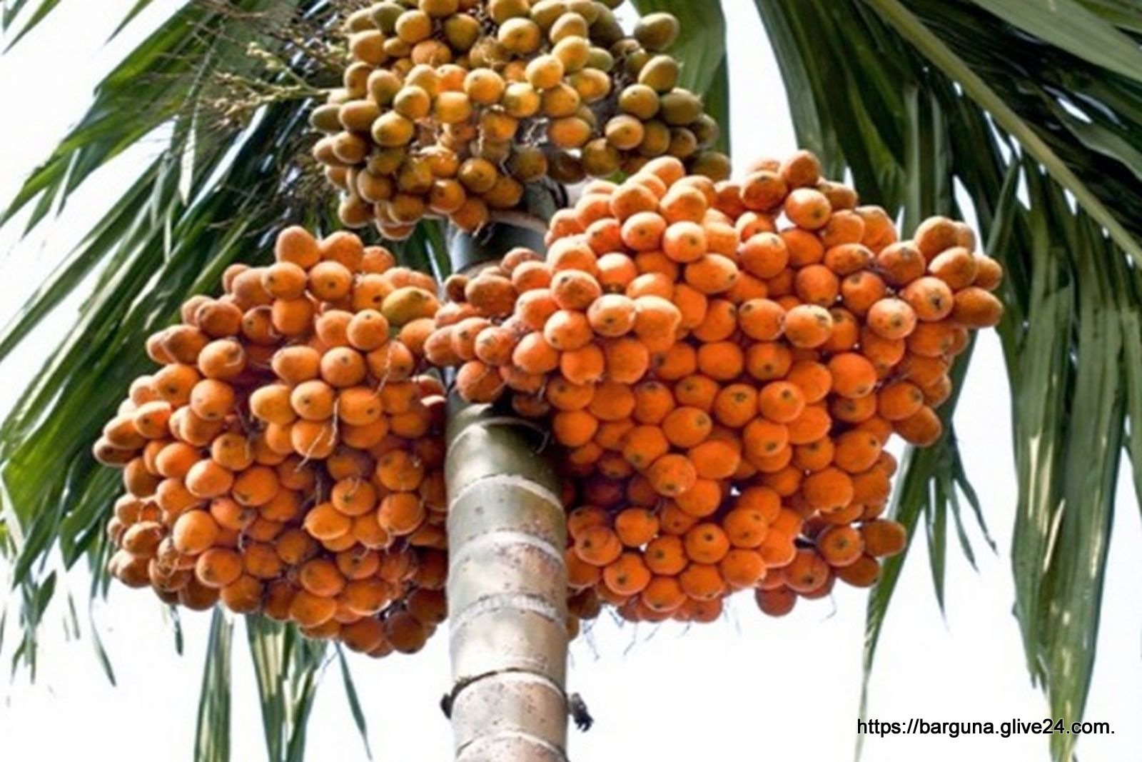 বরগুনার সুপারি