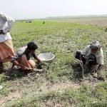 কমছে মাটির উর্বরতা বরগুনার ফসলি জমিতে ই-বর্জ্যের প্রভাব, কমছে মাটির উর্বরতা