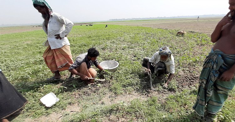 কমছে মাটির উর্বরতা বরগুনার ফসলি জমিতে ই-বর্জ্যের প্রভাব, কমছে মাটির উর্বরতা